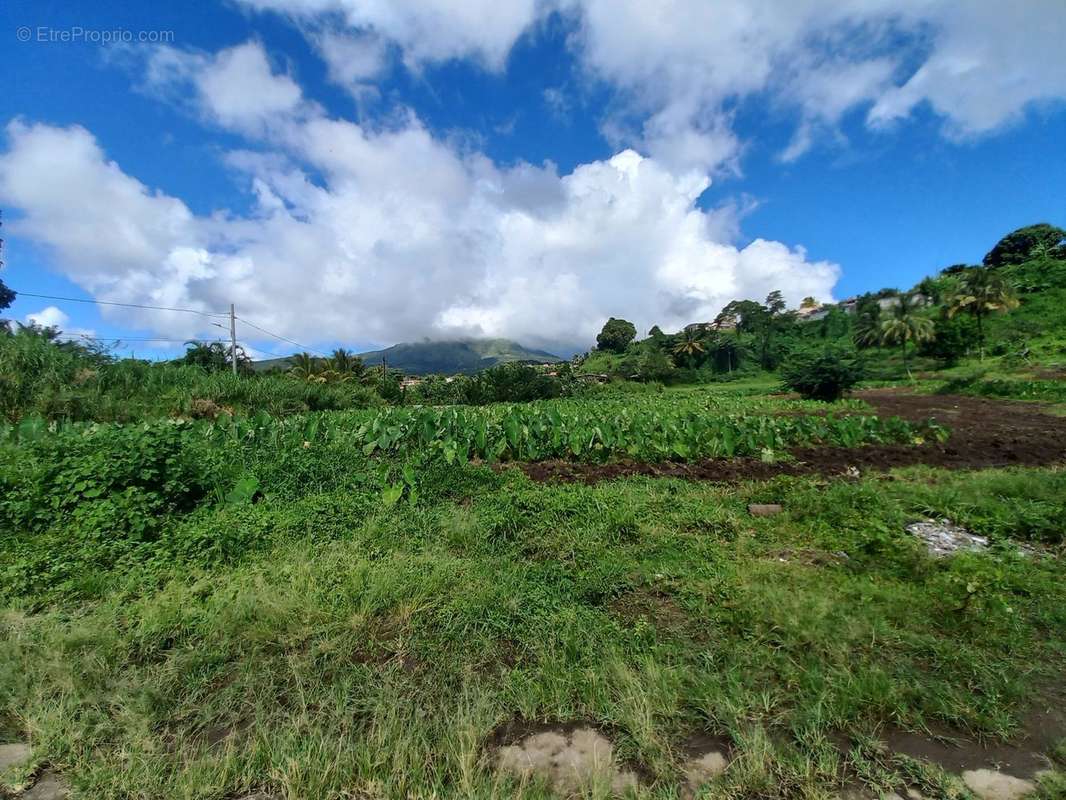 Terrain à LE MORNE-ROUGE