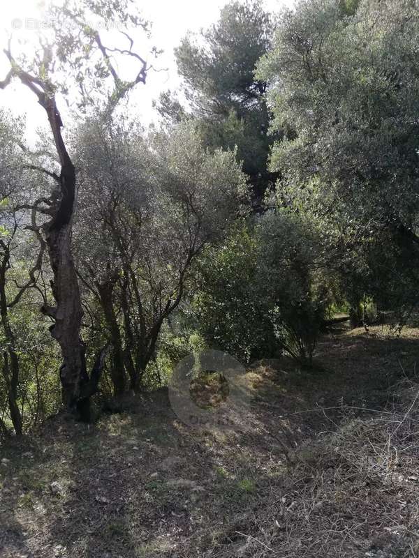 Terrain à CASTELLAR