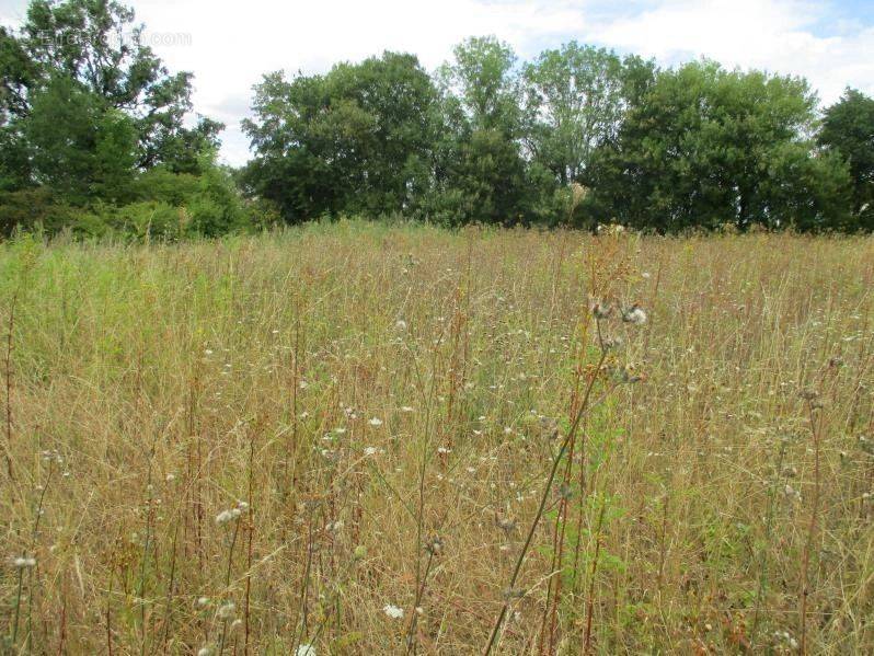 Terrain à AULNAY