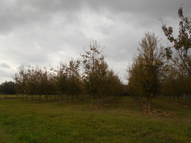 Terrain à SAINT-BRICE-DE-LANDELLES