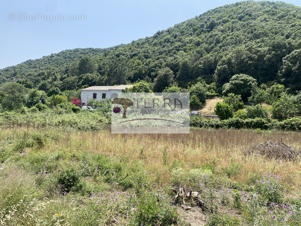 Terrain à SERRA-DI-FIUMORBO