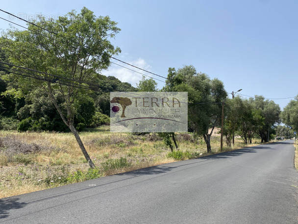 Terrain à SERRA-DI-FIUMORBO