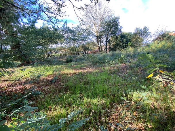 Terrain à LE TEICH