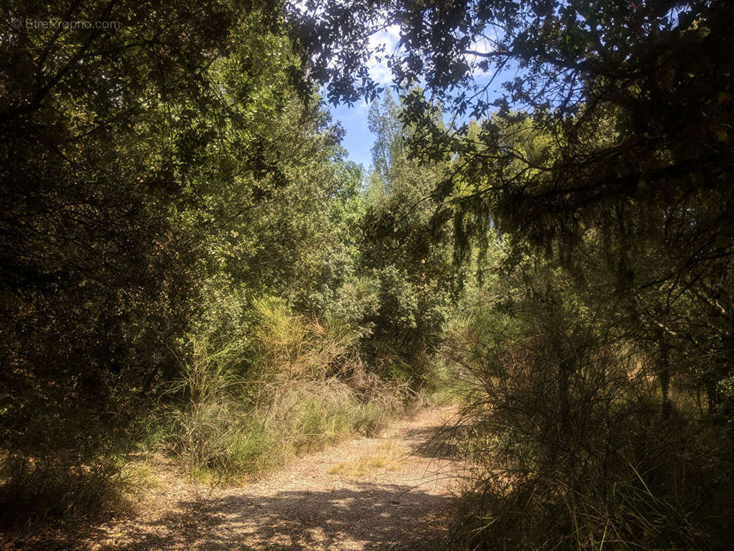 Terrain à MOISSAC-BELLEVUE