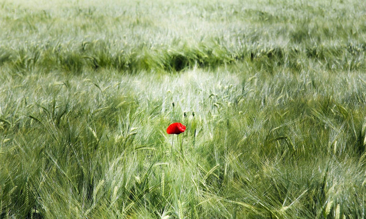 Terrain à CALAN