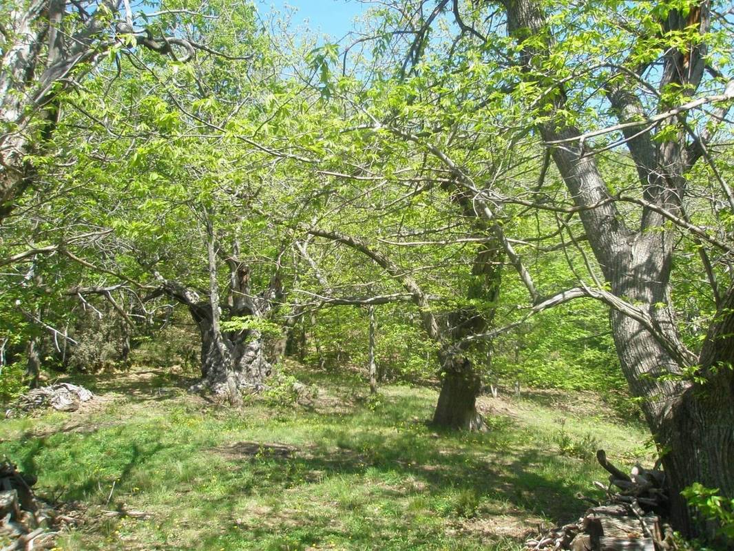 Terrain à COLLOBRIERES