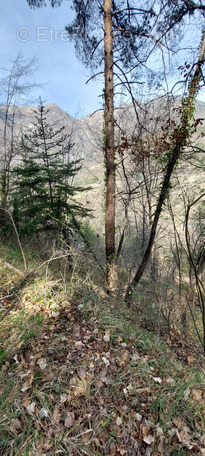 Terrain à BREIL-SUR-ROYA