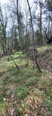 Terrain à BREIL-SUR-ROYA