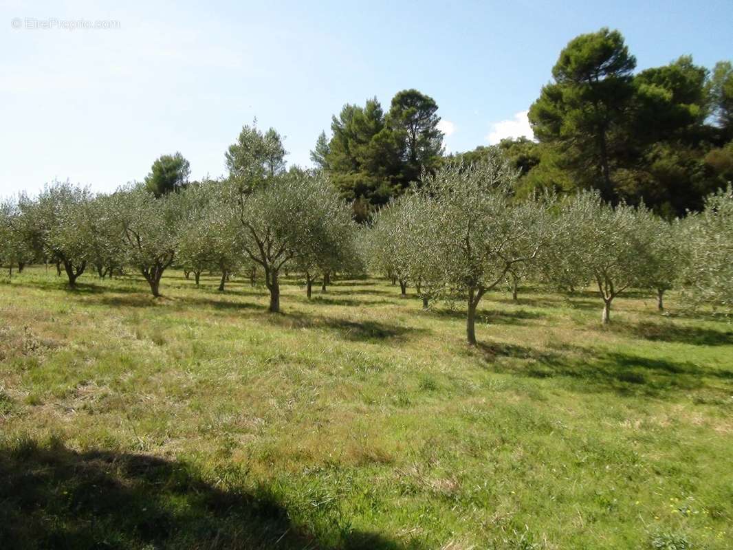 Maison à MINERVE