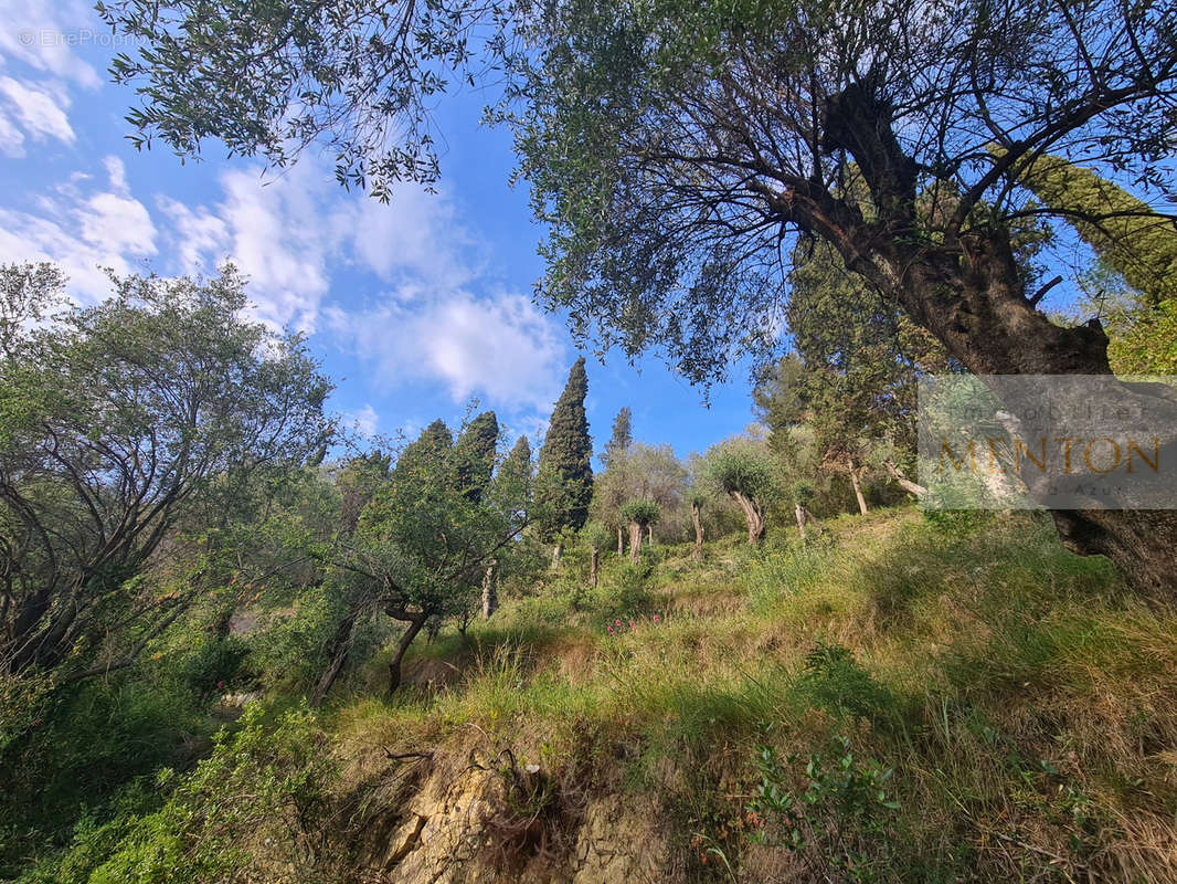 Terrain à MENTON