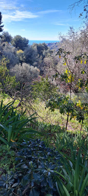 Terrain à MENTON