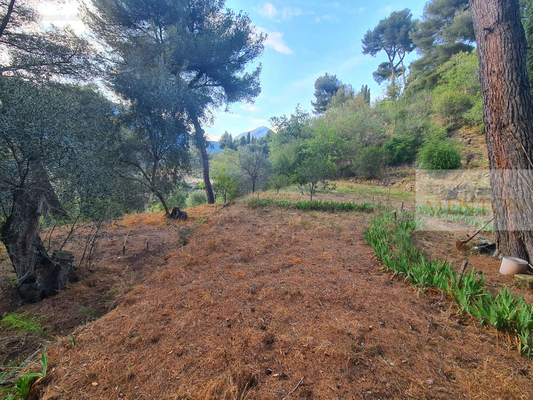 Terrain à MENTON