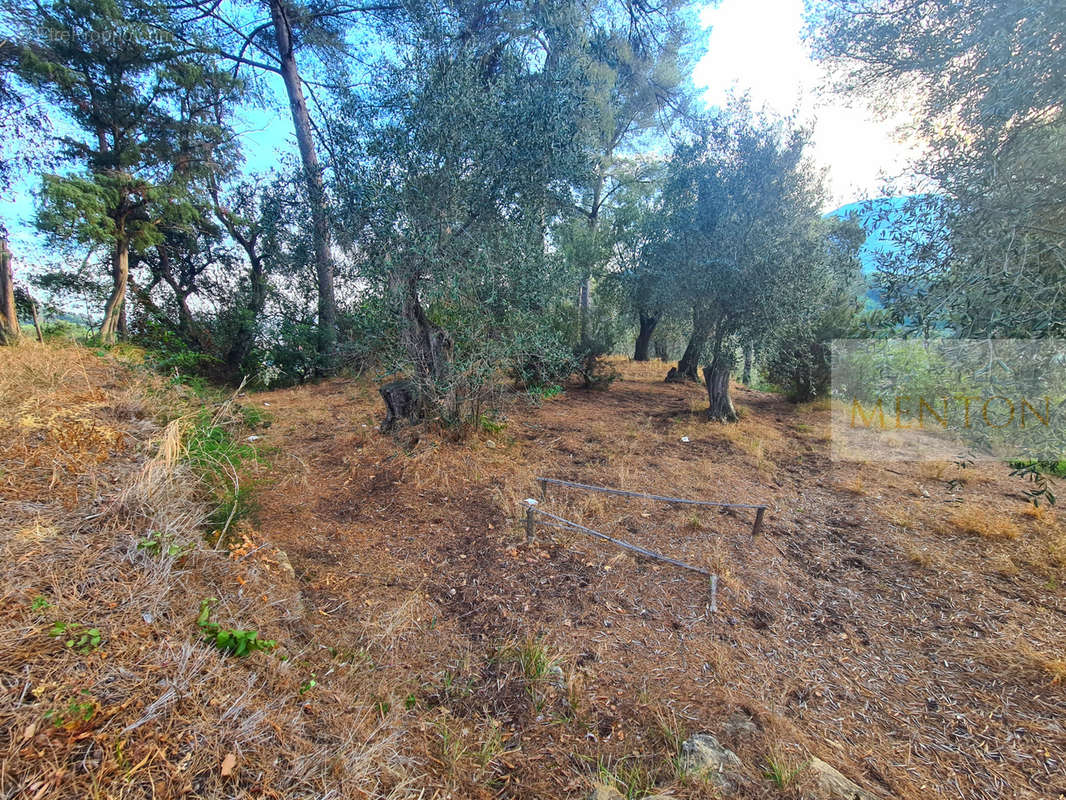 Terrain à MENTON