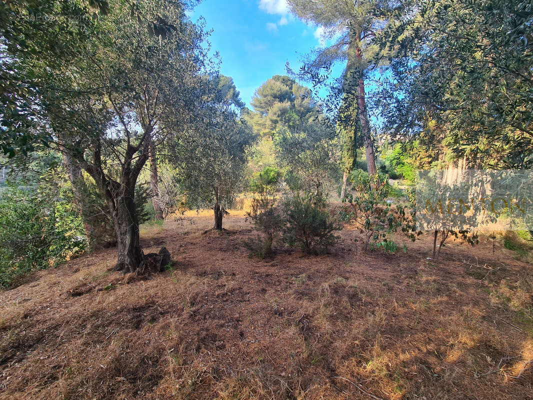 Terrain à MENTON