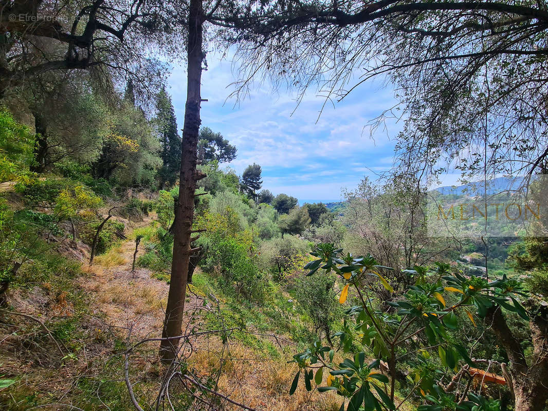 Terrain à MENTON