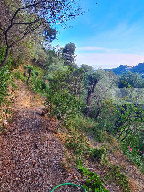 Terrain à MENTON