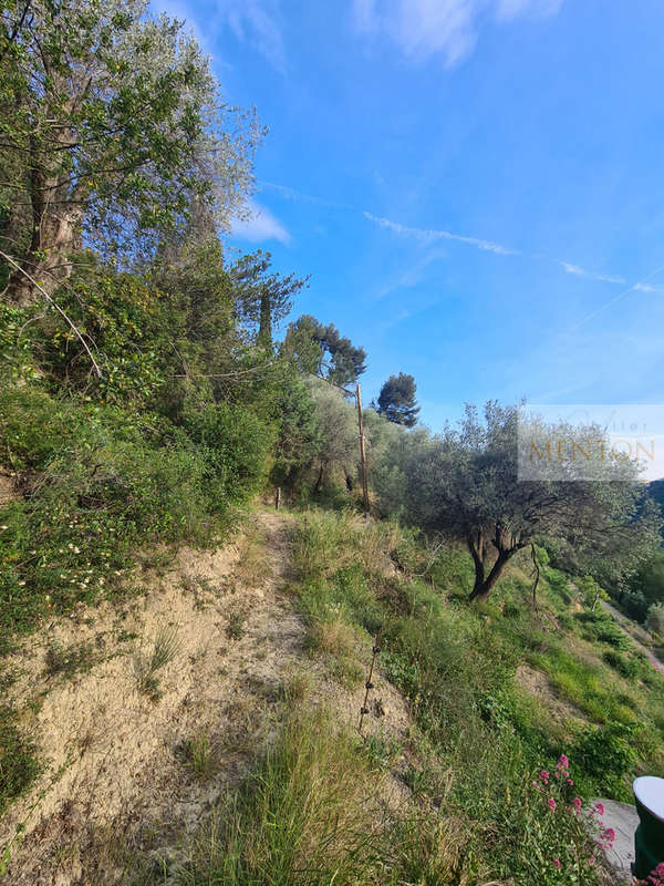 Terrain à MENTON