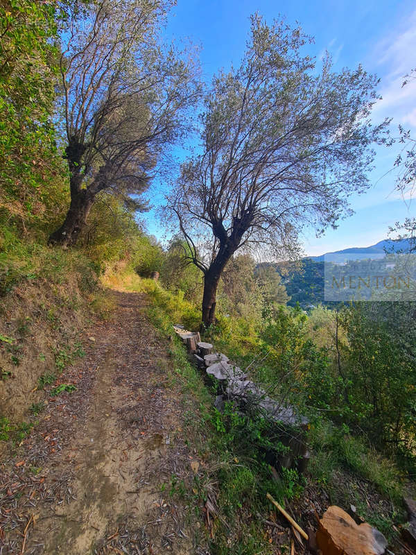 Terrain à MENTON