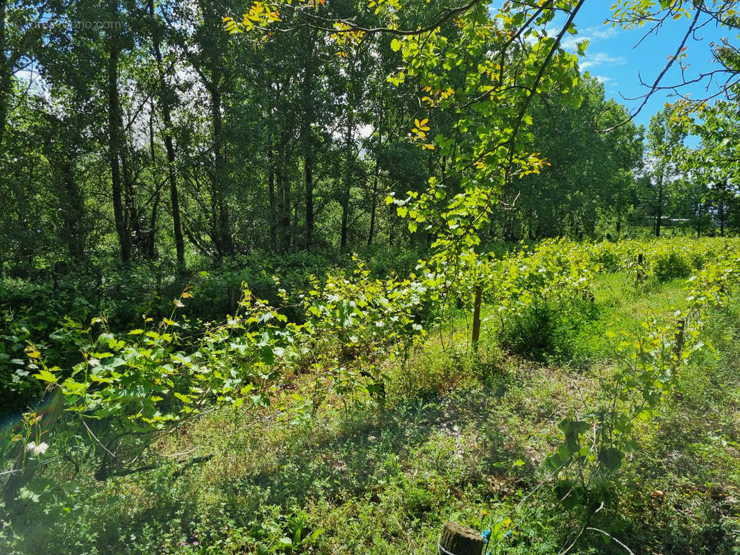 Terrain à TALMONT-SAINT-HILAIRE