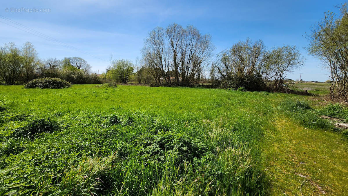 Terrain à SAINT-HILAIRE-DE-RIEZ