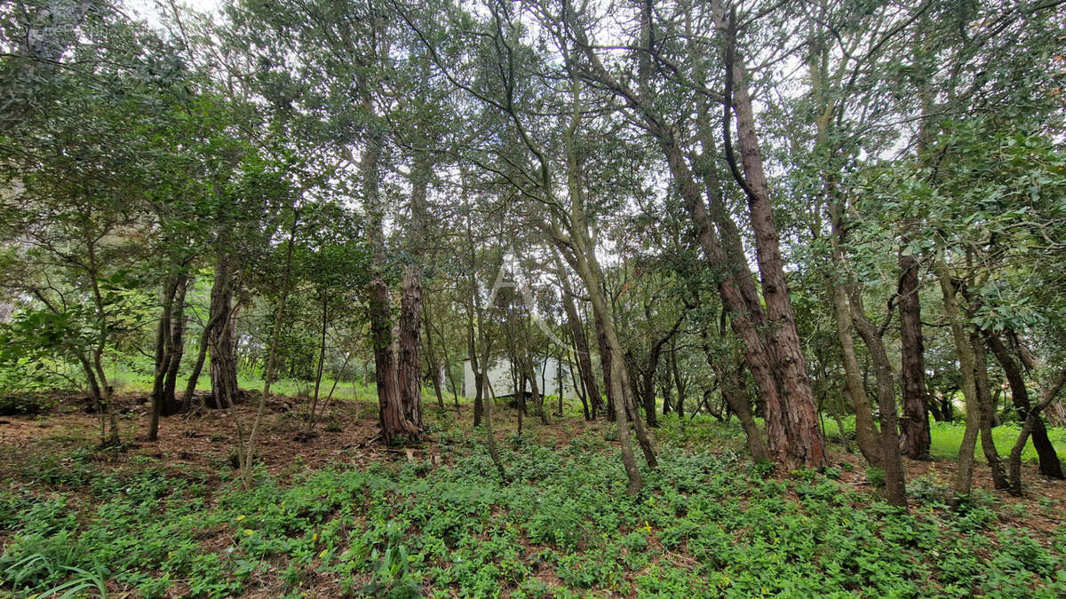 Terrain à PALAJA