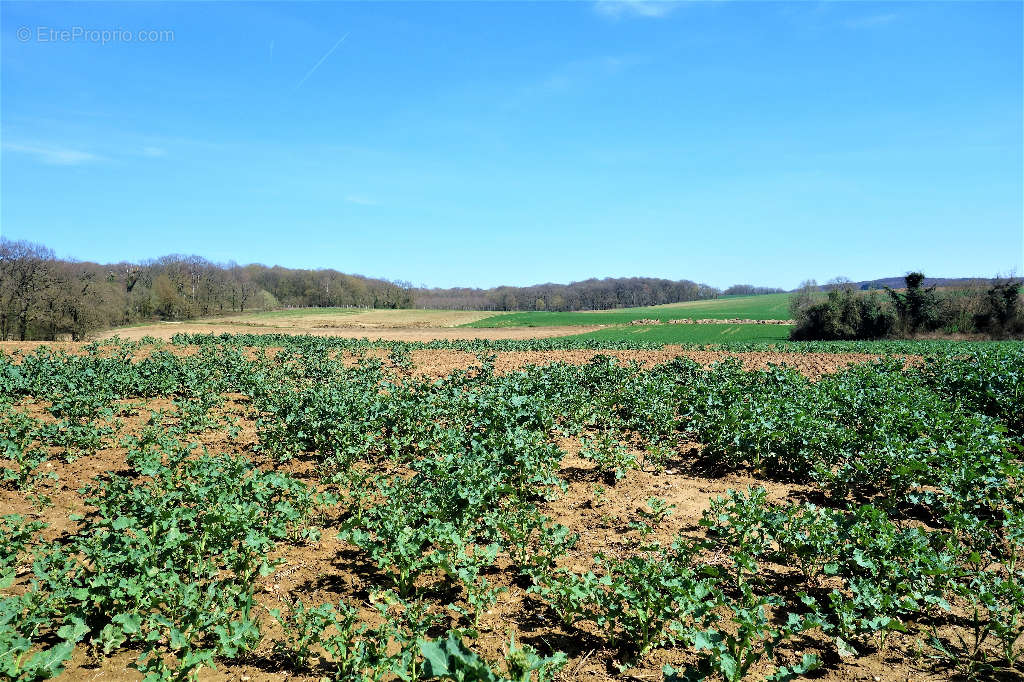 Terrain à CREPY-EN-VALOIS