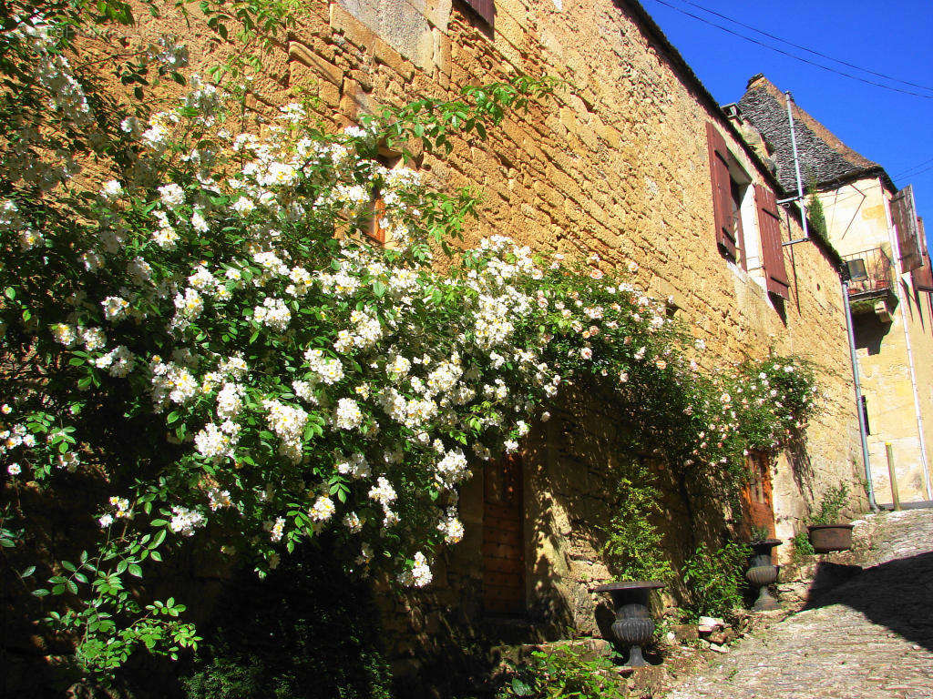 DSC00216 - Maison à SAINT-CYPRIEN