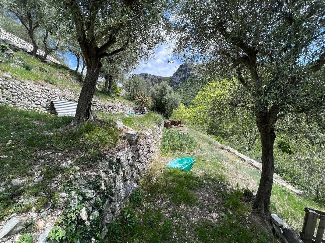 Terrain à TOUET-DE-L&#039;ESCARENE