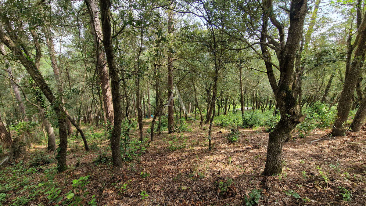 Terrain à PALAJA