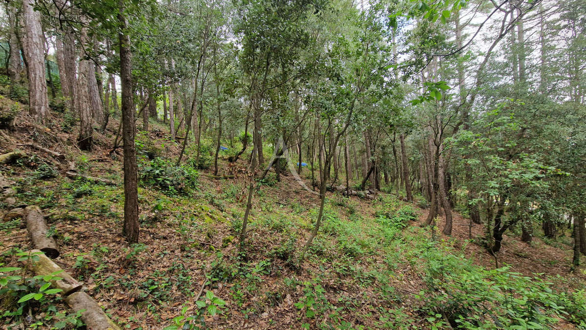 Terrain à PALAJA