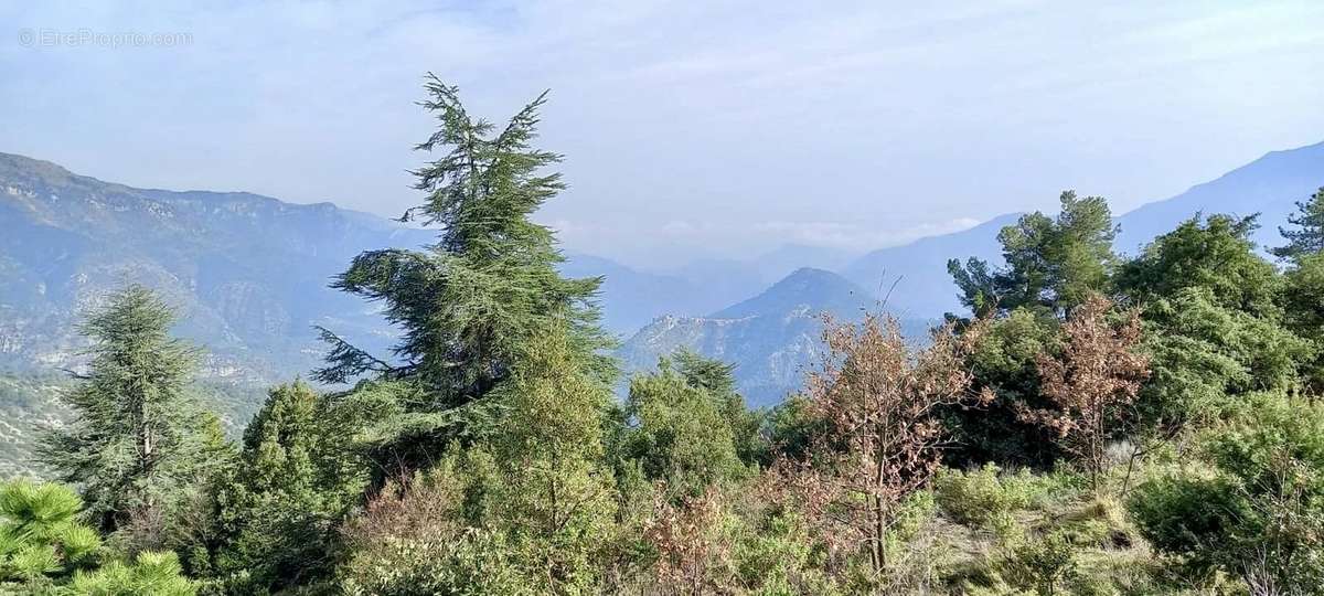 Terrain à BREIL-SUR-ROYA