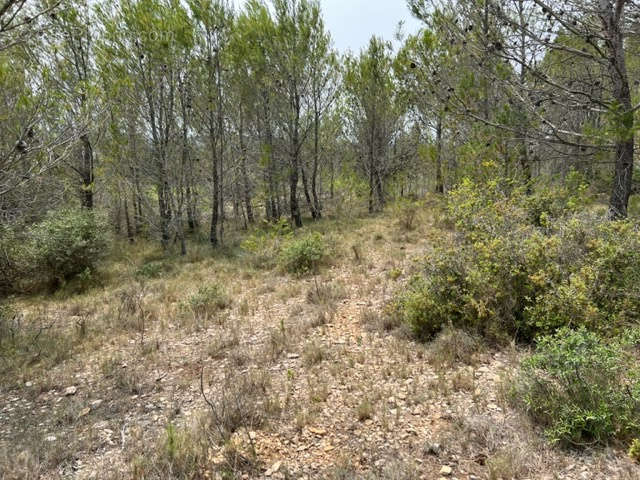 Terrain à FELINES-MINERVOIS