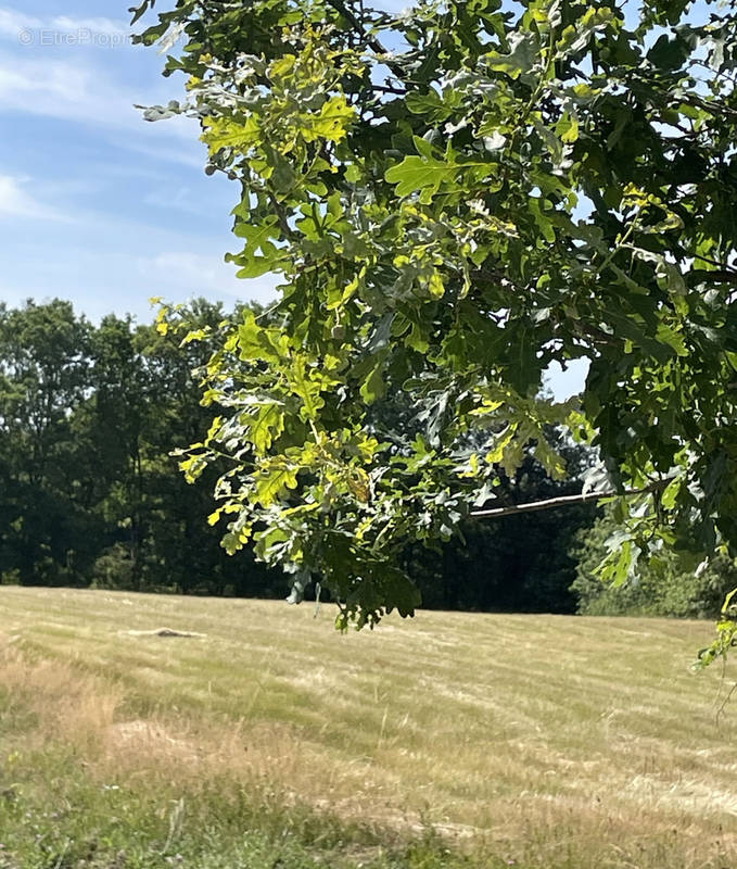 Terrain à BELLEVILLE-SUR-LOIRE