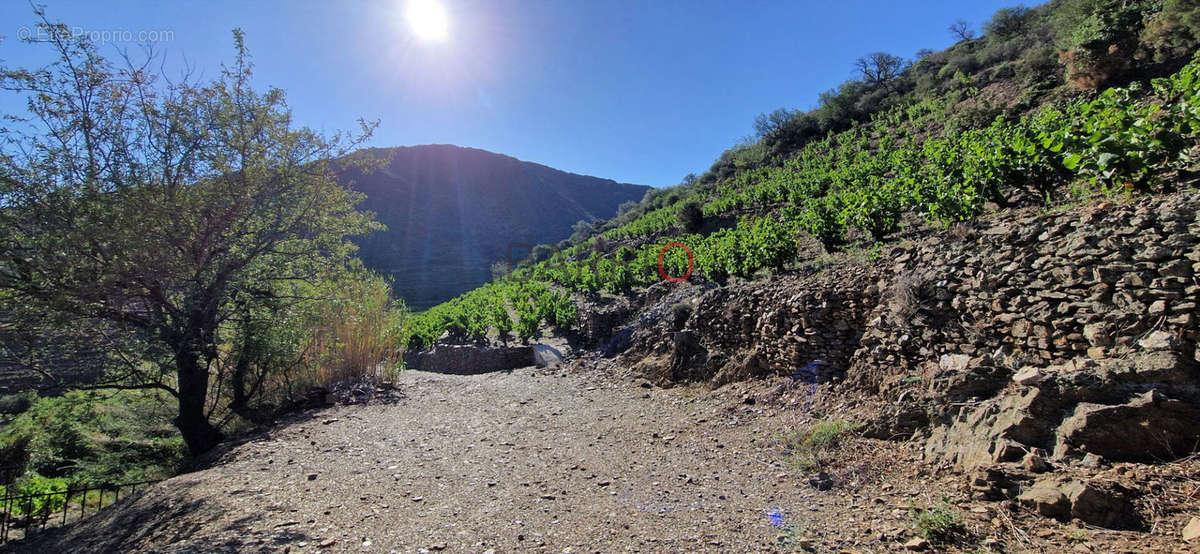 Terrain à COLLIOURE