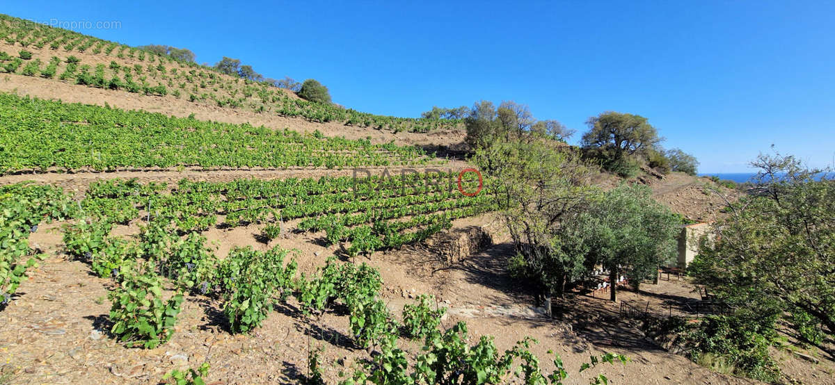 Terrain à COLLIOURE