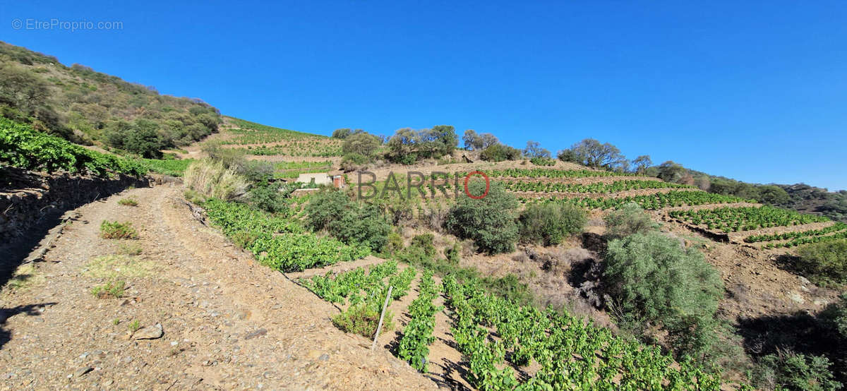 Terrain à COLLIOURE