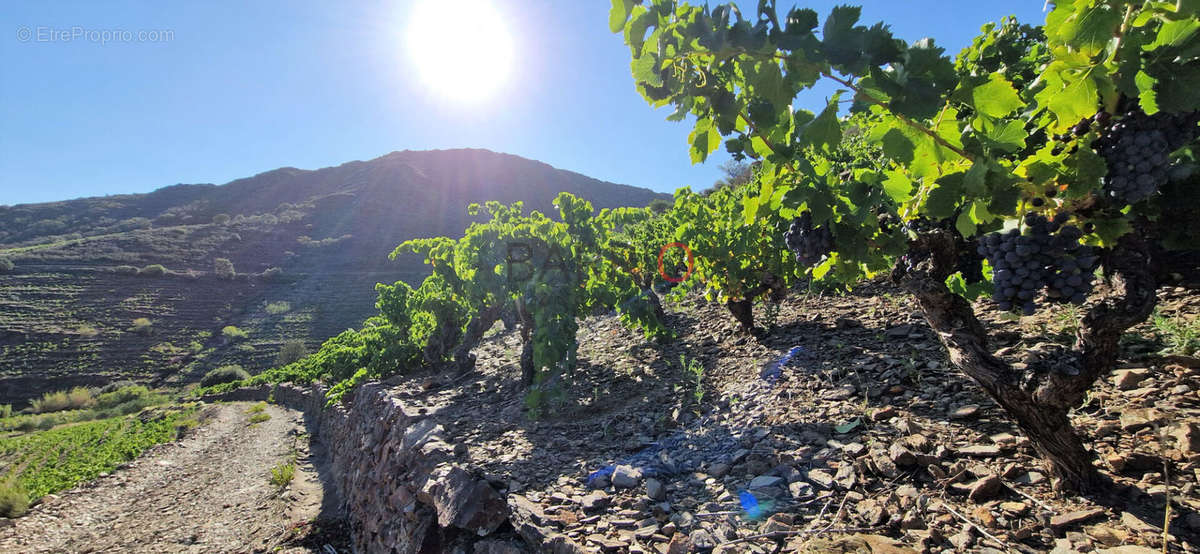 Terrain à COLLIOURE