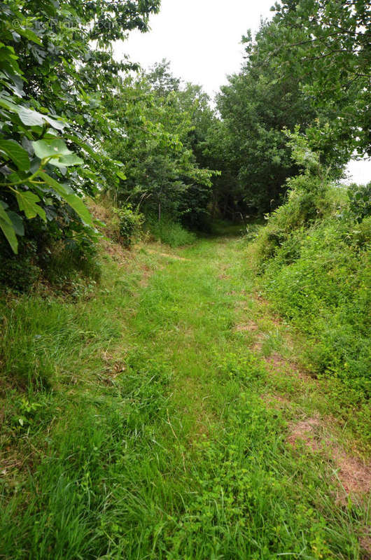 Chemin - Maison à MONTESQUIOU