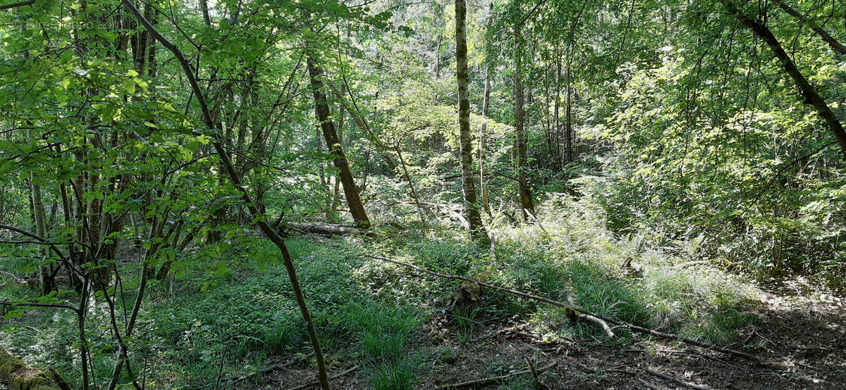 Terrain à CHAMPENOUX