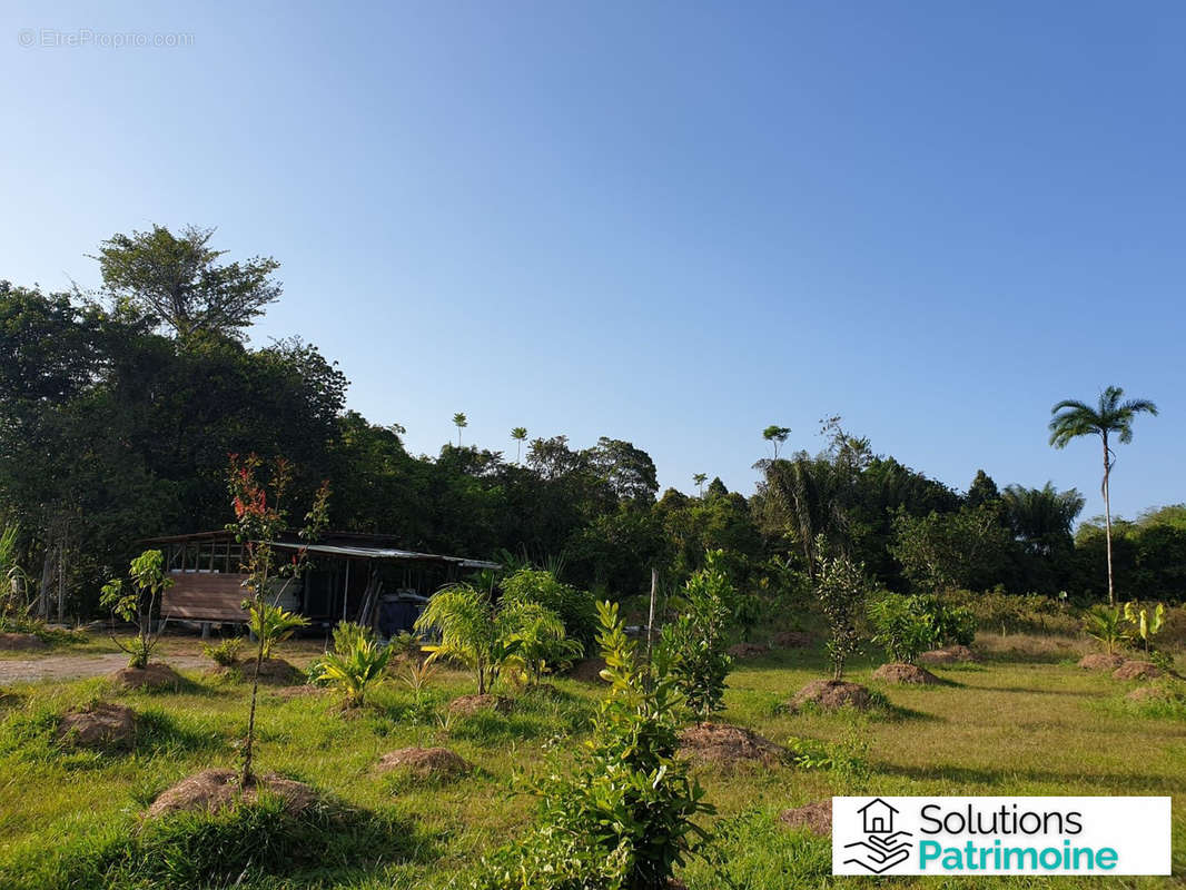 parcelle de 5000 m² et son cabanon - Terrain à ROURA