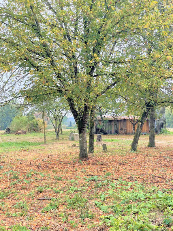 Maison à BAZAS