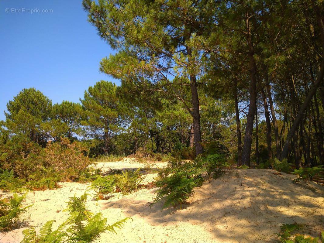 Terrain à VIELLE-SAINT-GIRONS