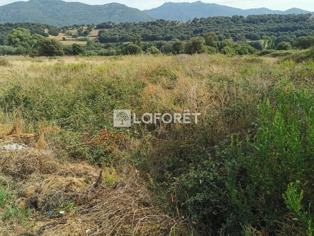 Terrain à BASTELICACCIA