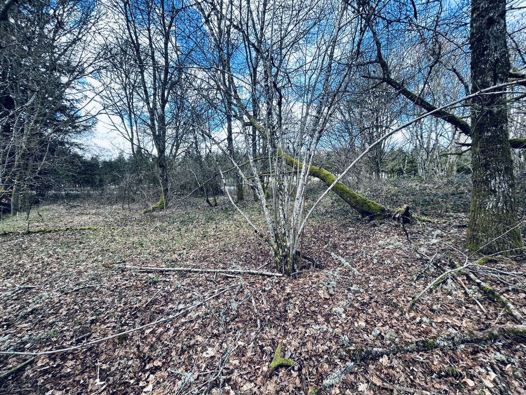 Terrain à SAINT-ANGEL