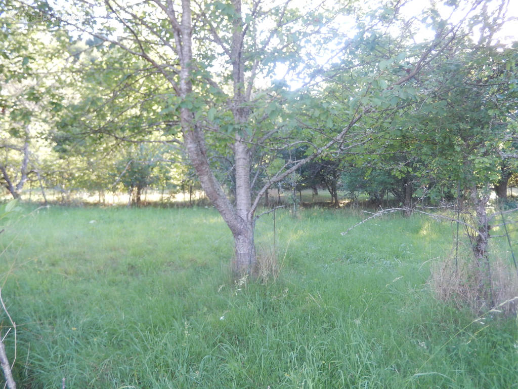 Terrain à SAINT-SYMPHORIEN-DE-MARMAGNE