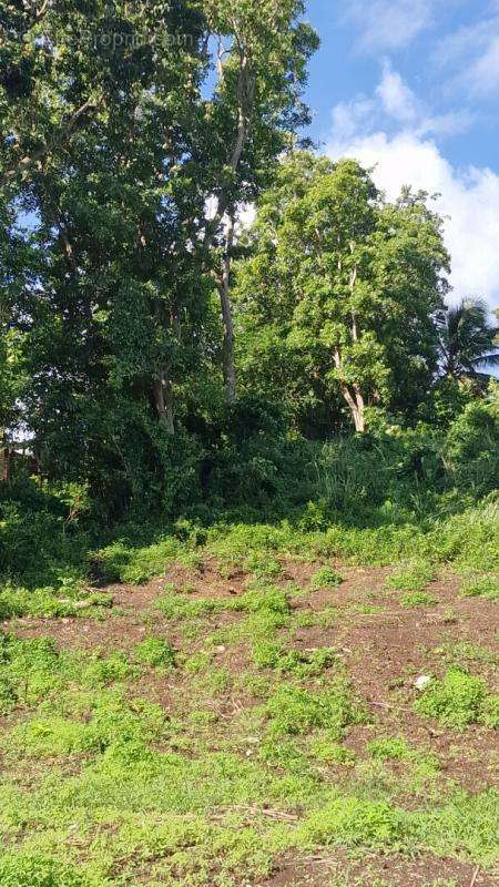 Terrain à LES ABYMES