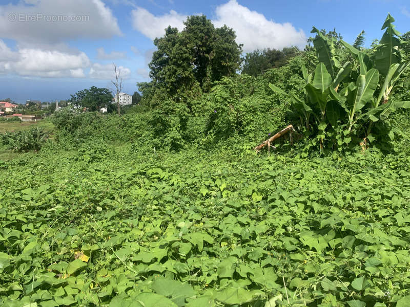 Terrain à LE TAMPON