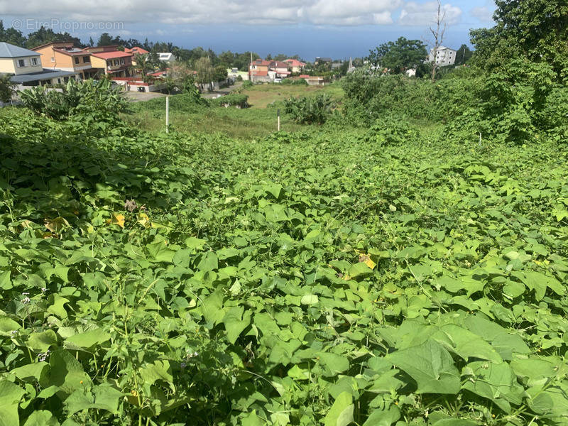 Terrain à LE TAMPON