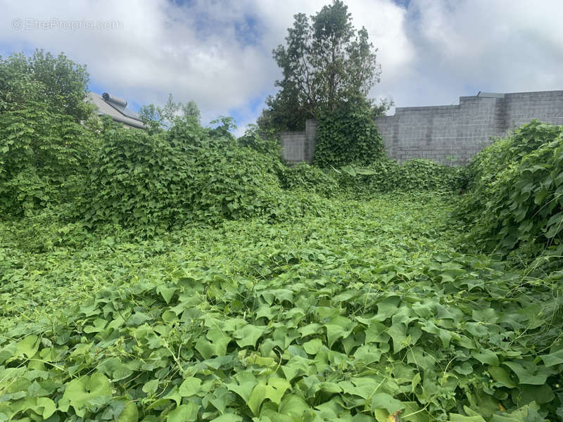 Terrain à LE TAMPON