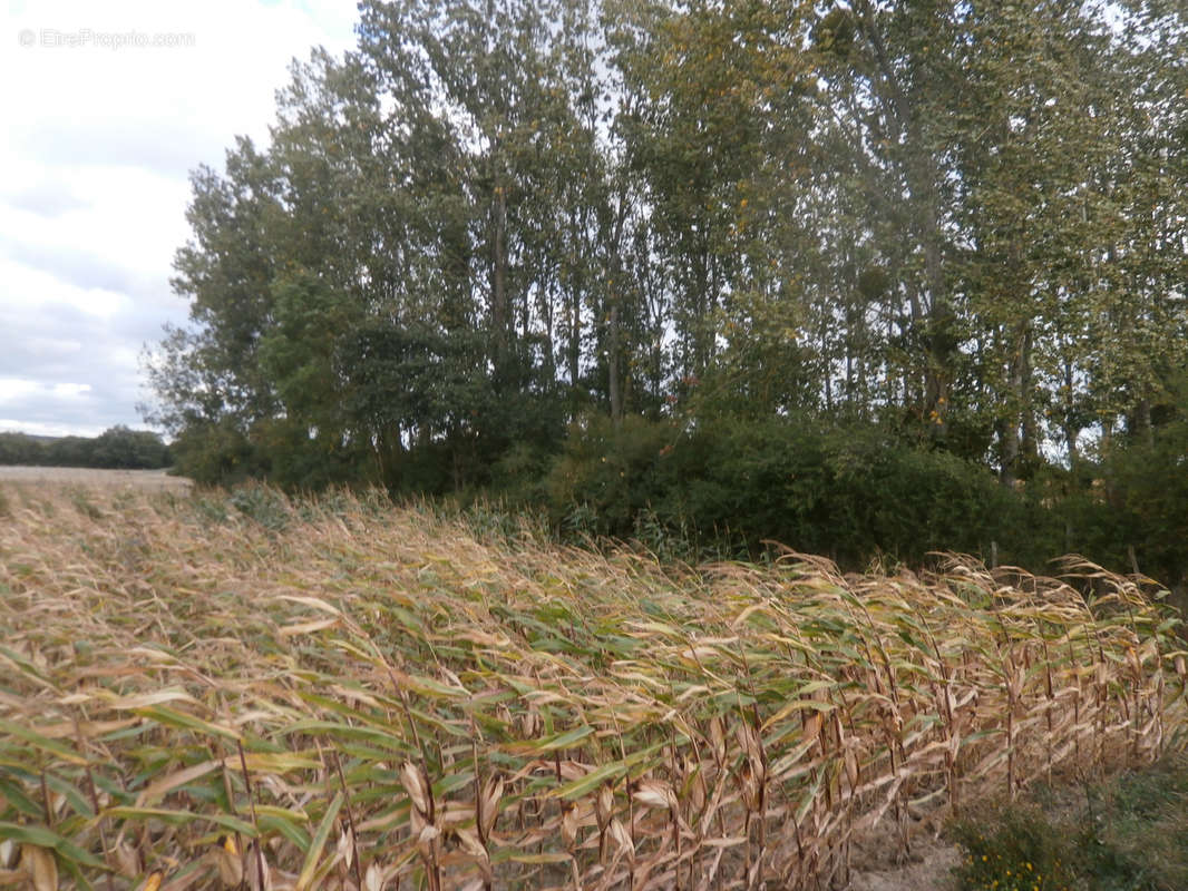 Terrain à SAINT-GEORGES-SUR-LA-PREE